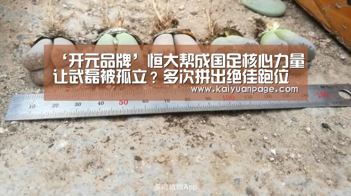 开元赛事